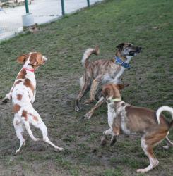 Centro de Atención a Animales 