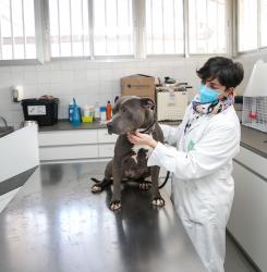 Centro de Atención a Animales 
