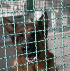 Centro de Atención a Animales 