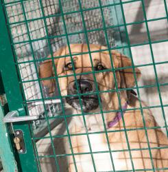 Centro de Atención a Animales 