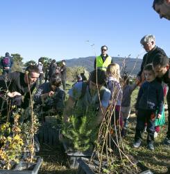 plantacion bosque en agustinos