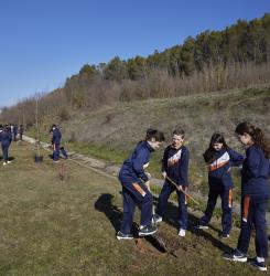plantación de árboles