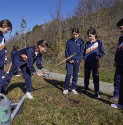 plantacion
