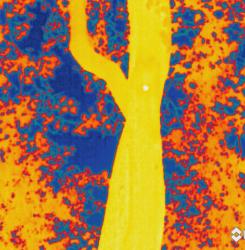 flir0000071.jpeg