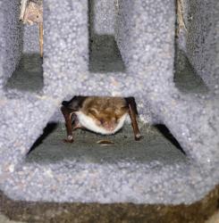 murcielago en caja refugio