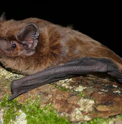 noctulo
