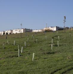 bosque de agustino