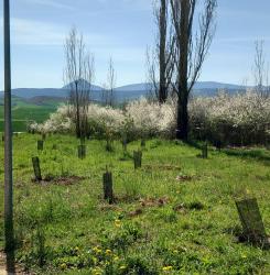 bosque olimpico