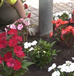 flores