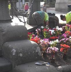 flores