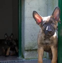 Centro de Atención de Animales