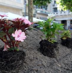 recuperación jardines