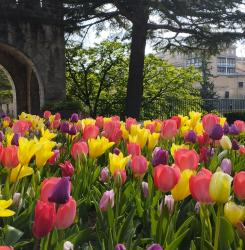 Flores