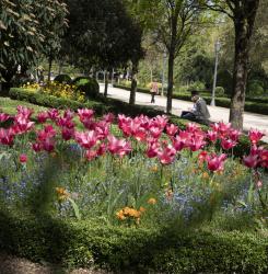 Flores