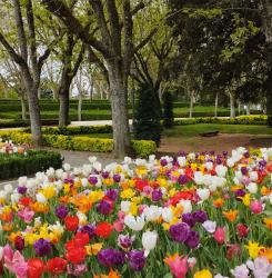 Flores