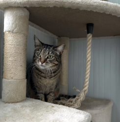 Centro de Atención a Animales