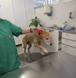 Centro de Atención a Animales
