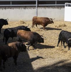 visita los Corrales del Gas