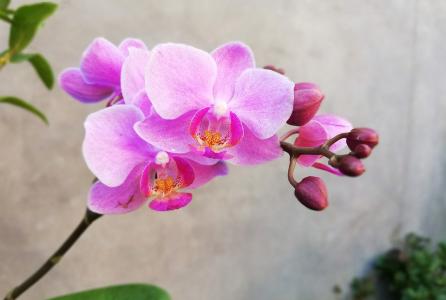flor
