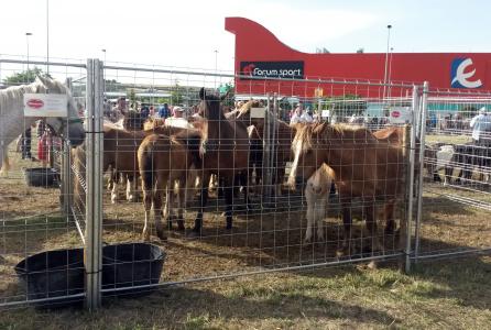 feria de ganado