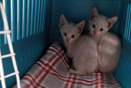 Gatos