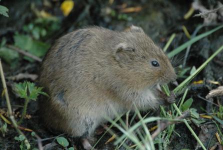 rata de agua