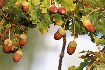 Bellotas