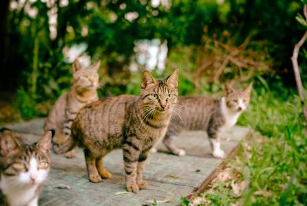 Gatos