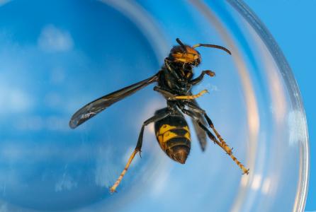 avispa asiatica