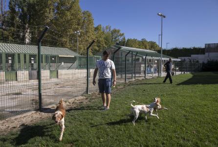 centro de animales