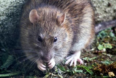 imagen de una rata en el campo