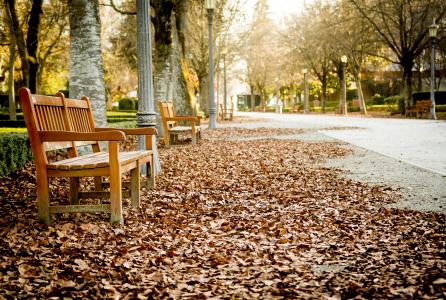 Hojas otoño