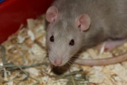 rata