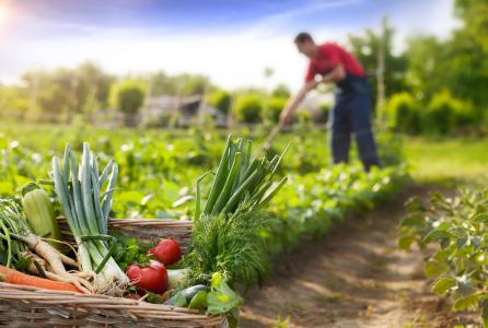 huerta