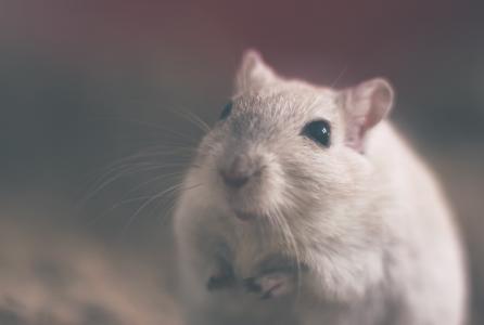 rata