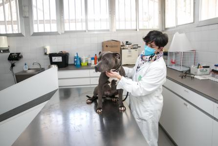 Centro animales 