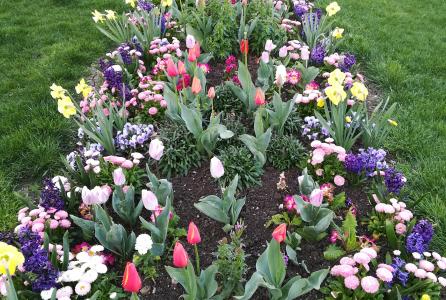 PARTERRE DE FLORES