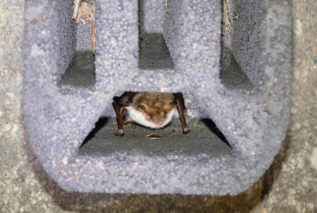 murcielago_en_caja-refugio_de_un_puente.jpg