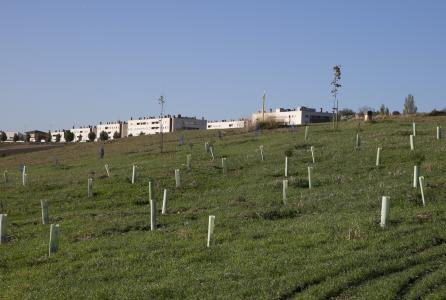 ARBOL AGUSTINOS