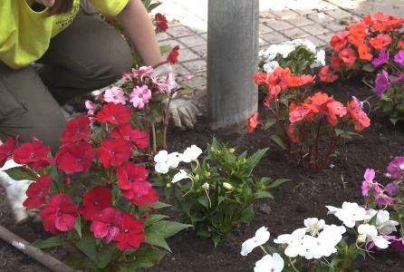 flores
