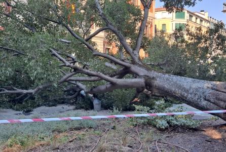caida arbol