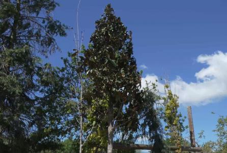 magnolio