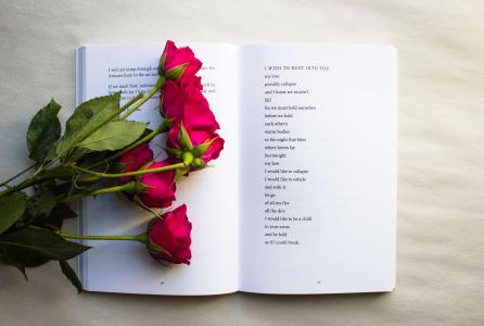 día libro y flor