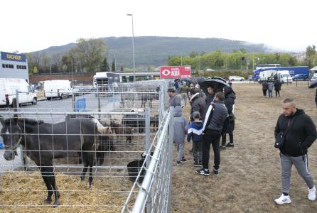 Foto feria del ganado