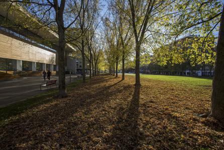 arbolado boulevard Iturrama