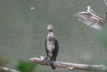Pájaro