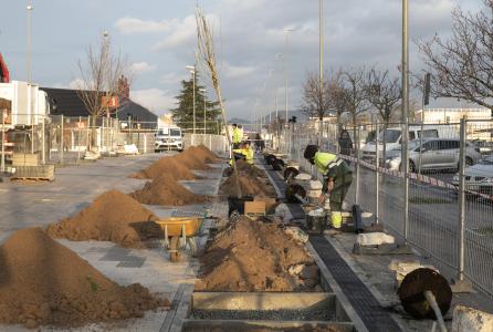 carril árbol avda Guipuzkoa