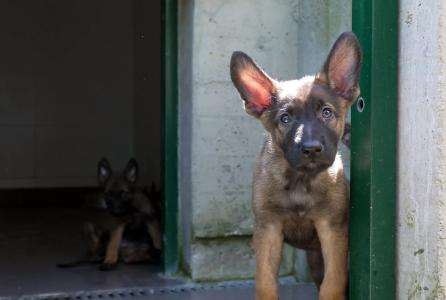 Centro de Atención de Animales