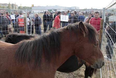 Feria del ganado