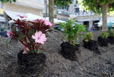 jardines